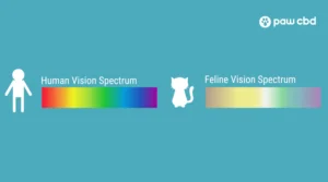 what colors can cats see