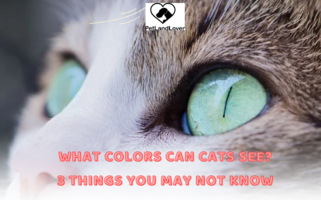 What colors can cats see? 3 things you may not know