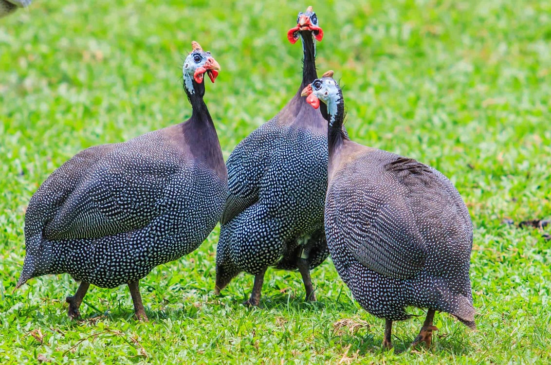 what does a guinea bird sound like