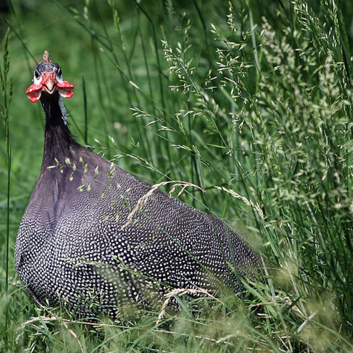 what does a guinea bird sound like