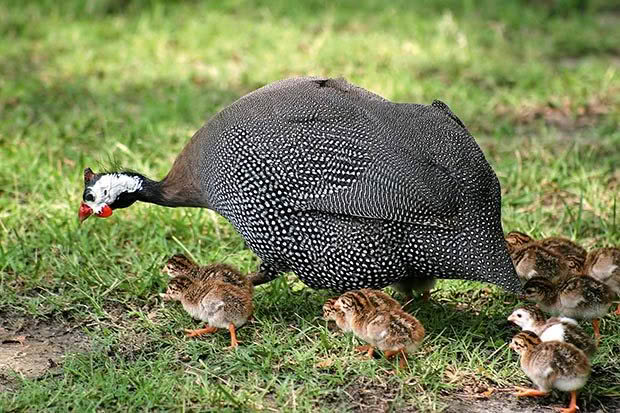 what does a guinea bird sound like