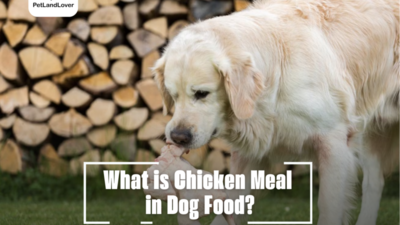 What is Chicken Meal in Dog Food?