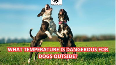 What Temperature is Dangerous for Dogs Outside?