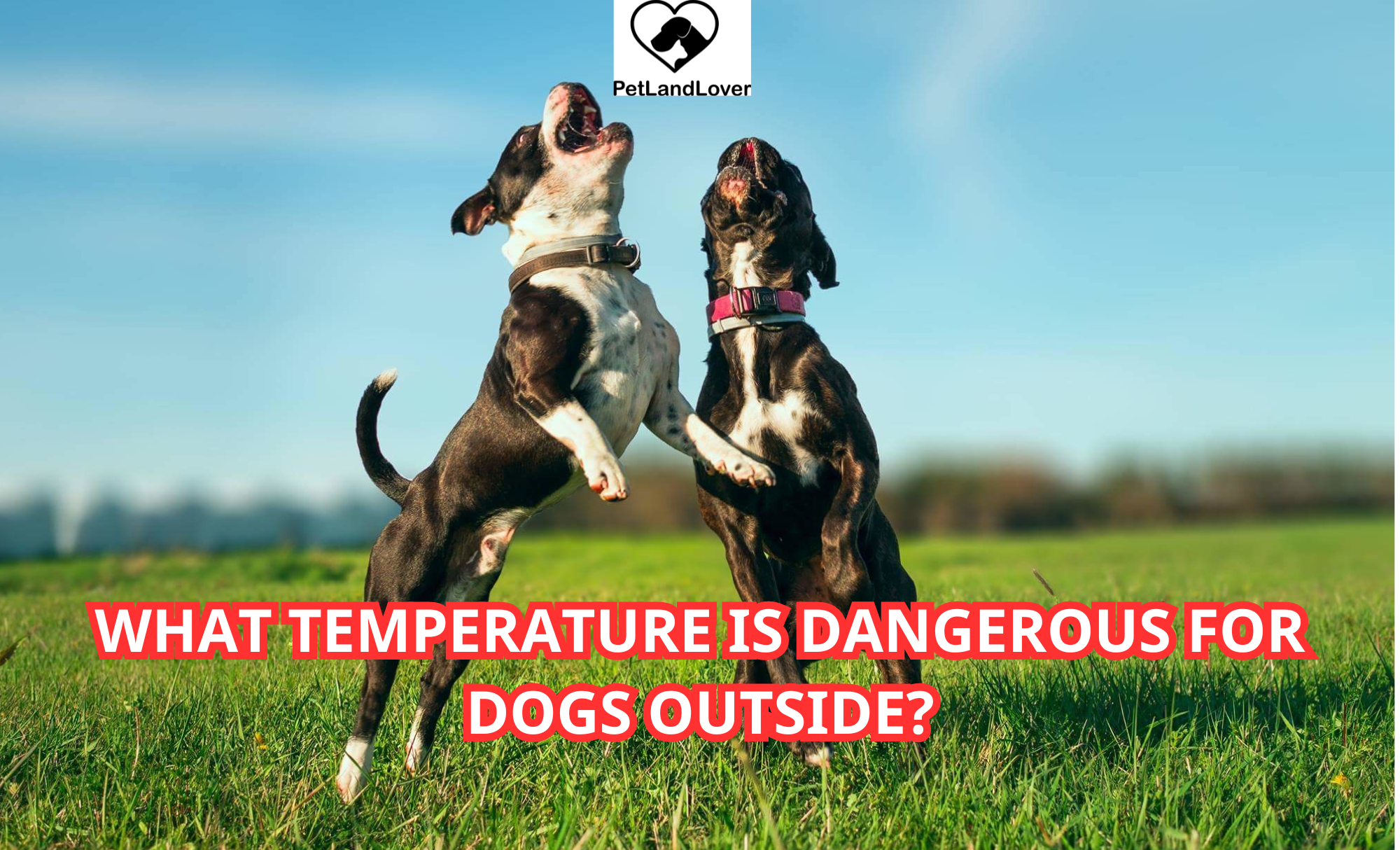 What Temperature is Dangerous for Dogs Outside?