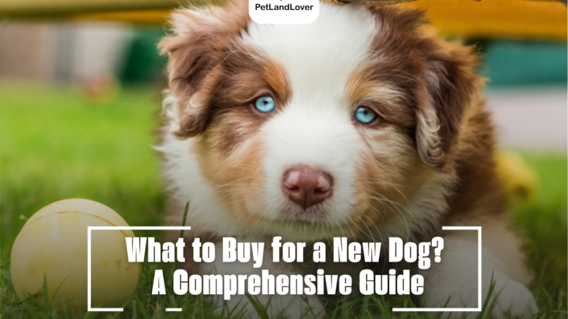 What to Buy for a New Dog? A Comprehensive Guide