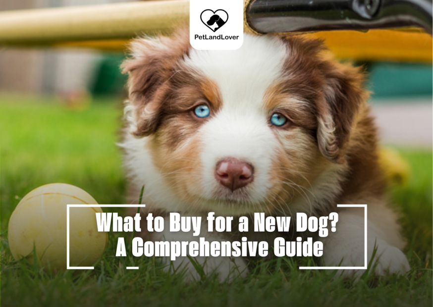 What to Buy for a New Dog? A Comprehensive Guide