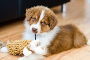 Grooming and Hygiene Essentials