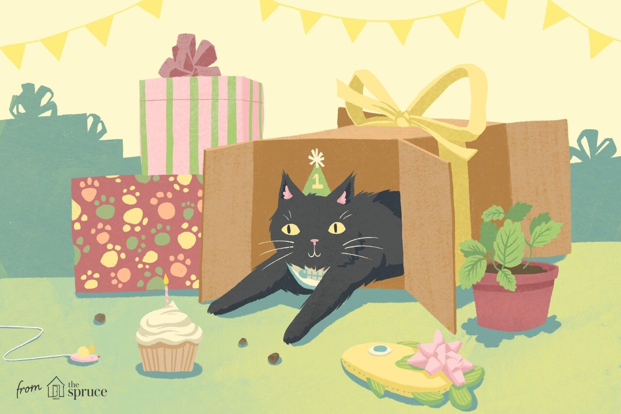 what to do for cats birthday