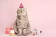 what to do for cats birthday