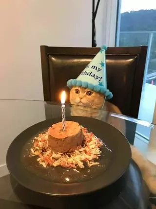 what to do for cats birthday