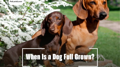 When Is a Dog Full Grown?