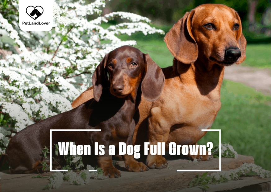 When Is a Dog Full Grown?