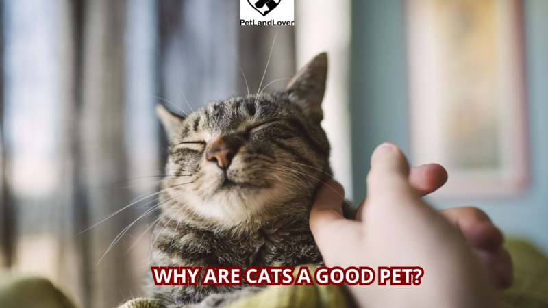 Why are cats a good pet?