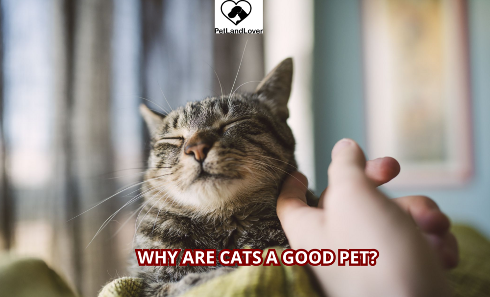 Why are cats a good pet?