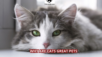 Why Are Cats Great Pets?