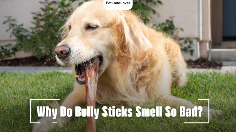 Why Do Bully Sticks Smell So Bad?