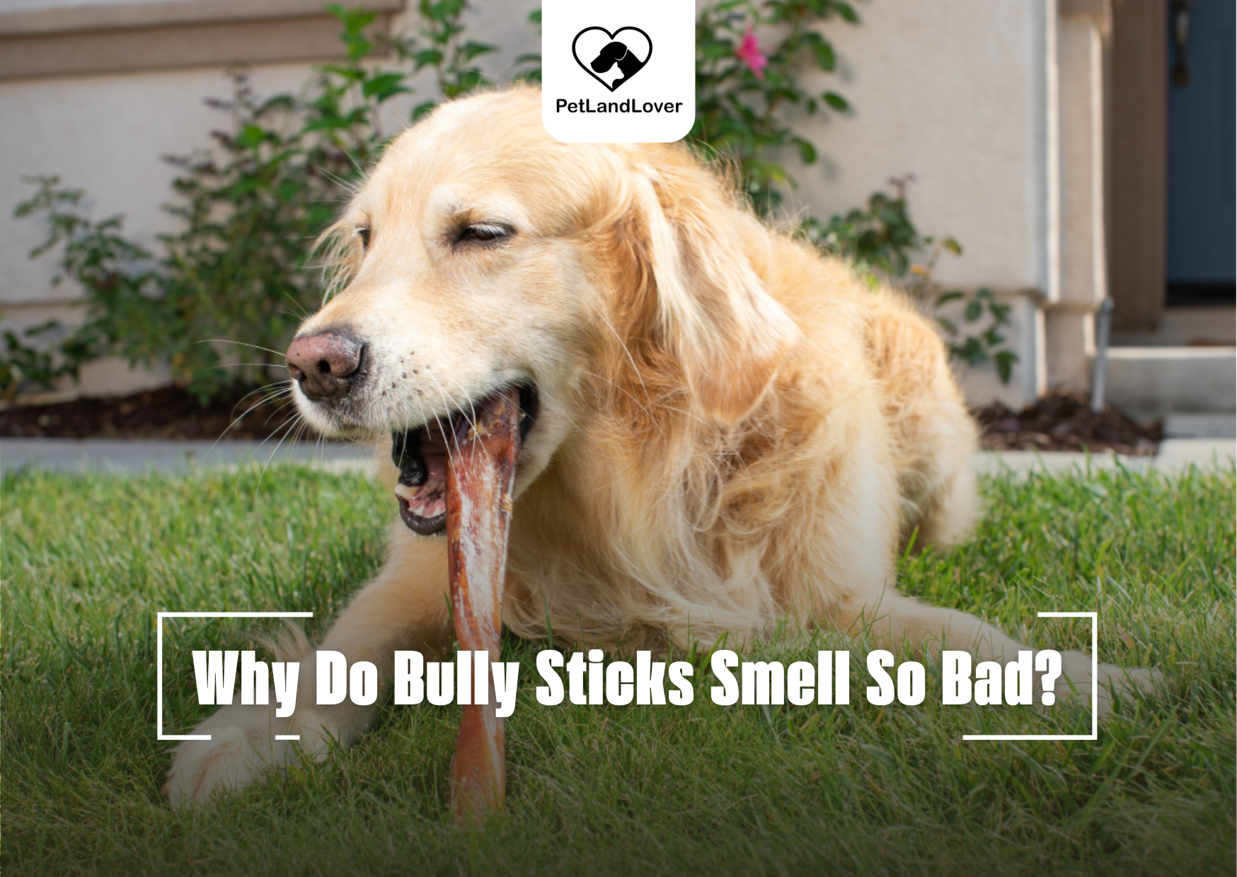 Why Do Bully Sticks Smell So Bad?