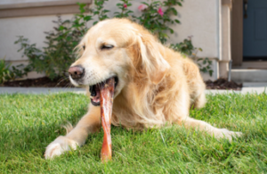 Why Do Bully Sticks Smell So Bad?