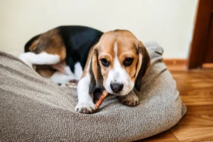 Why Do Bully Sticks Smell So Bad?