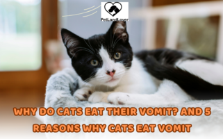 Why do cats eat their vomit? And 5 reasons why cats eat vomit