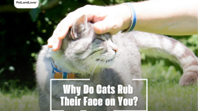 Why Do Cats Rub Their Face on You?