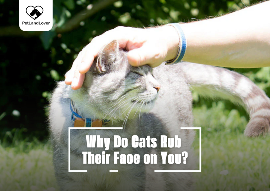 Why Do Cats Rub Their Face on You?