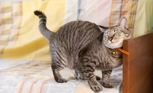 Why Do Cats Rub Their Face on Things?