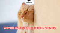 Why Do Cats Rub Their Face on Things?