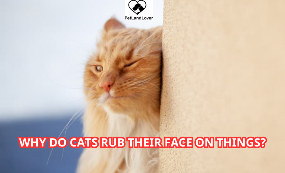 Why Do Cats Rub Their Face on Things?