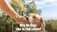 Why Do Dogs Like to Lick Lotion?