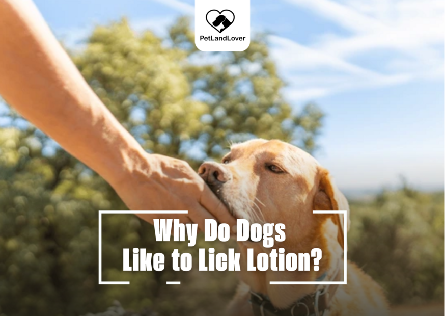 Why Do Dogs Like to Lick Lotion?