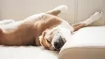 Why do dogs run in their sleep?