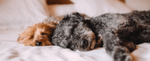 Why do dogs run in their sleep?