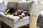 Why do dogs run in their sleep?