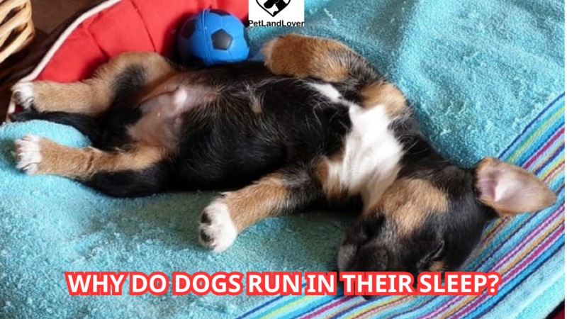 Why do dogs run in their sleep?