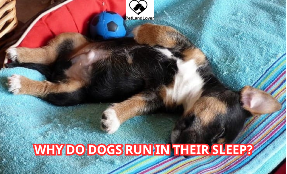 Why do dogs run in their sleep?