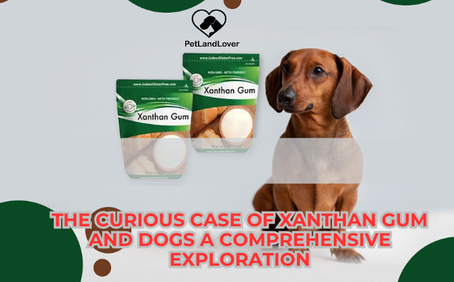 The Curious Case of Xanthan Gum and Dogs A Comprehensive Exploration