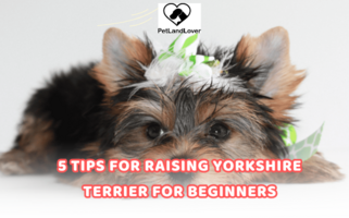 5 tips for raising Yorkshire Terrier for beginners