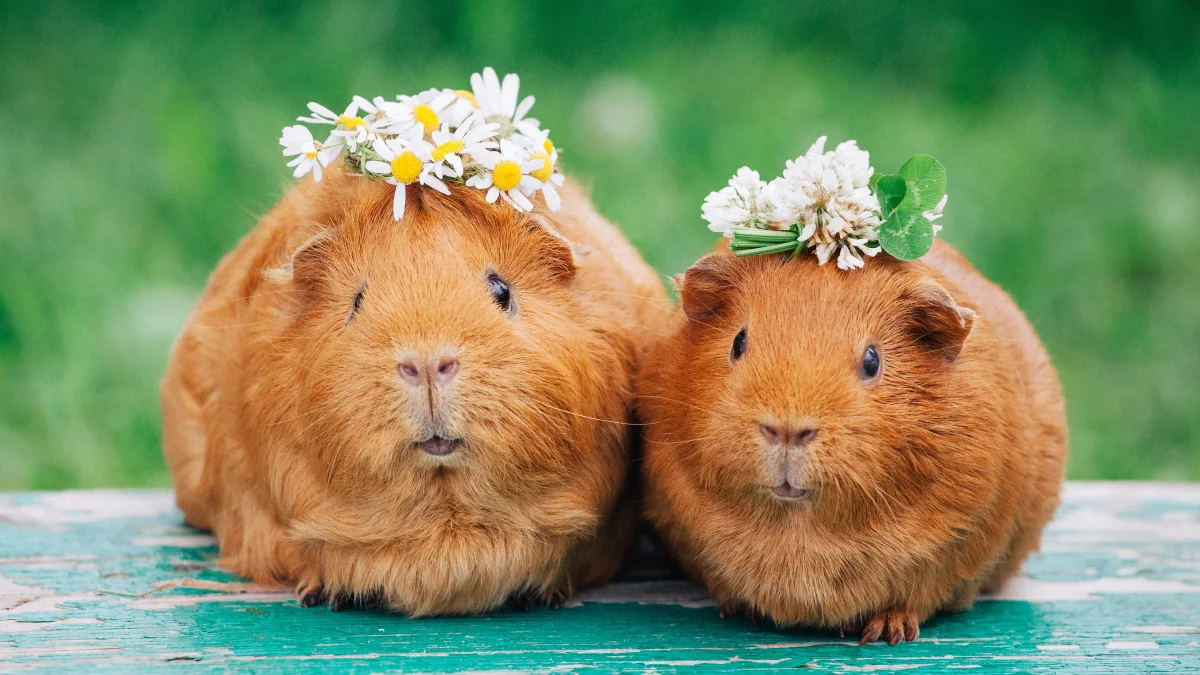 10 Fun Facts About Guinea Pigs