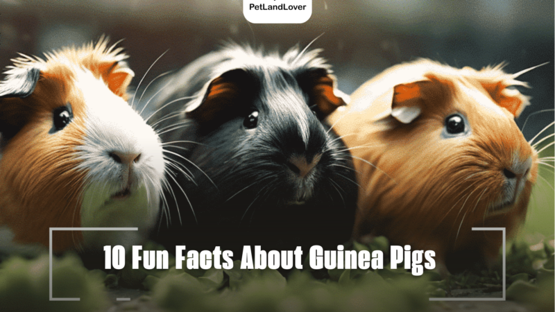 10 Fun Facts About Guinea Pigs