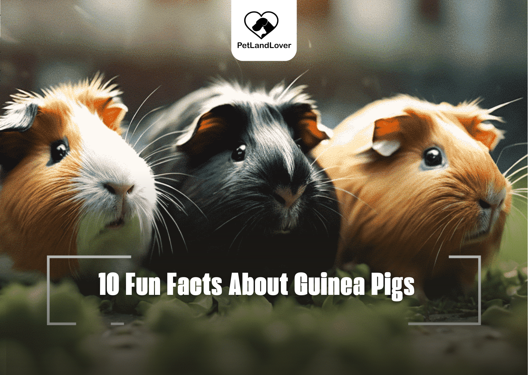 10 Fun Facts About Guinea Pigs