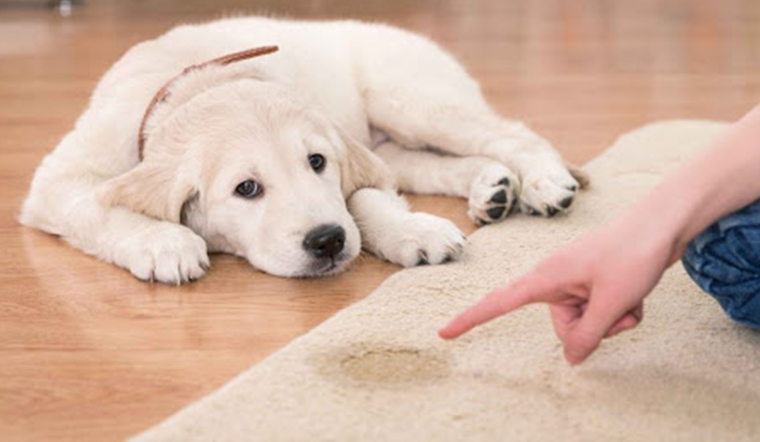 teach your dog to go to the toile