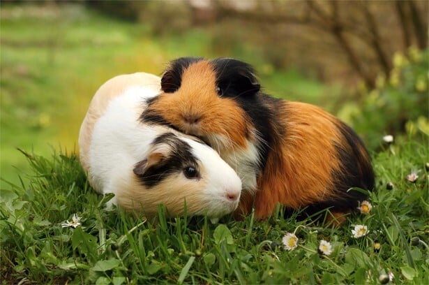 What Does It Mean When My Guinea Pig Squeaks?