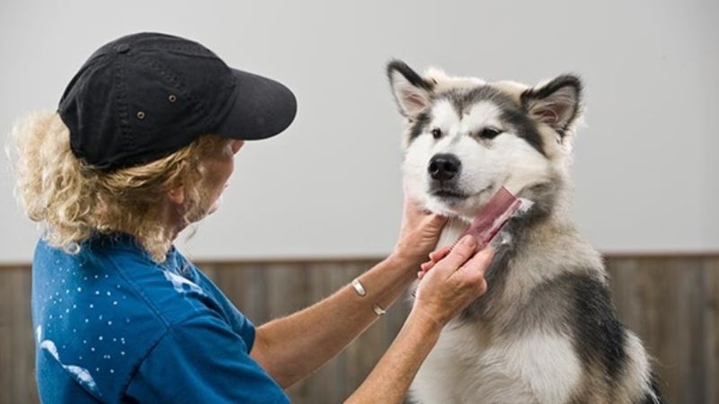 Alaskan dog