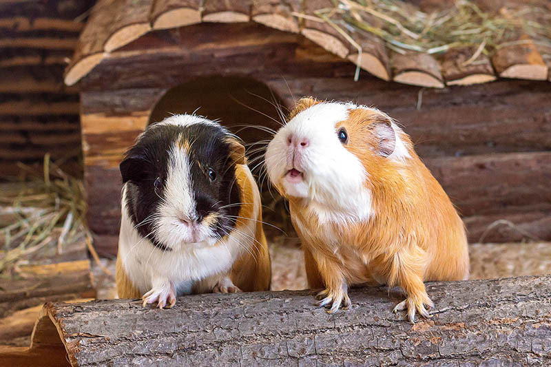 What Does It Mean When My Guinea Pig Squeaks?