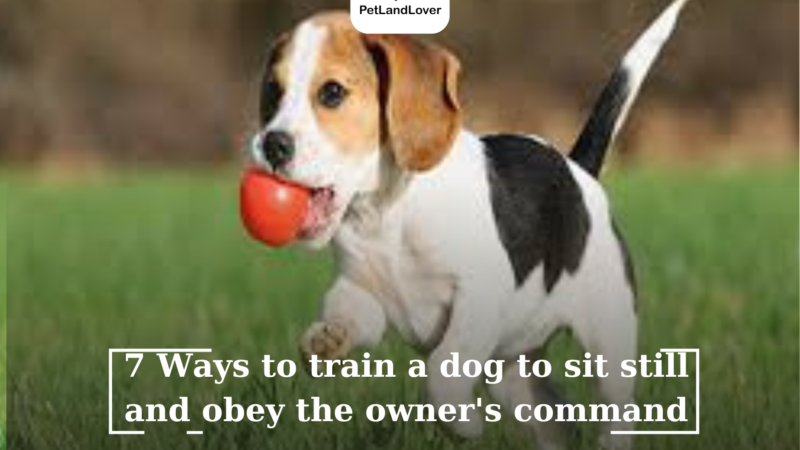 7 Ways to train a dog to sit still and obey the owner’s command