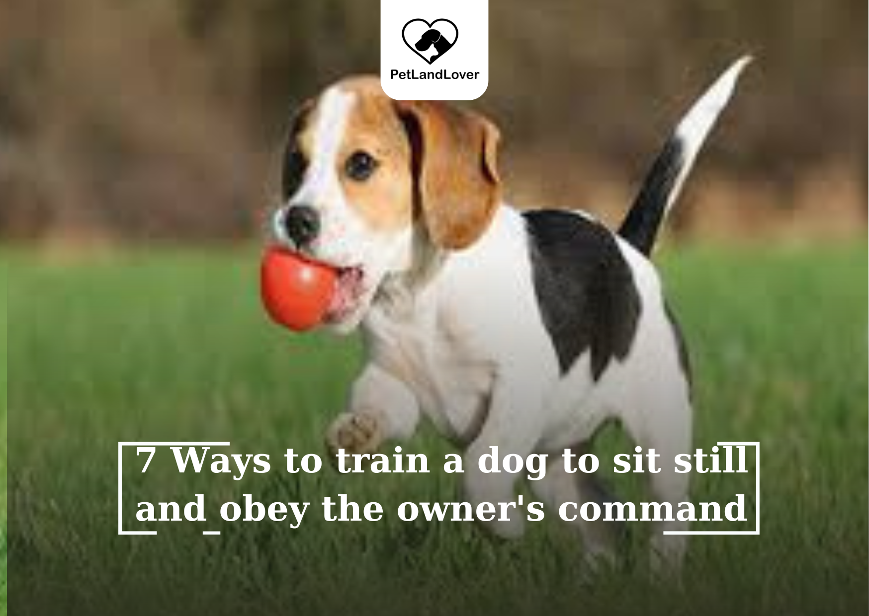 7 Ways to train a dog to sit still and obey the owner’s command