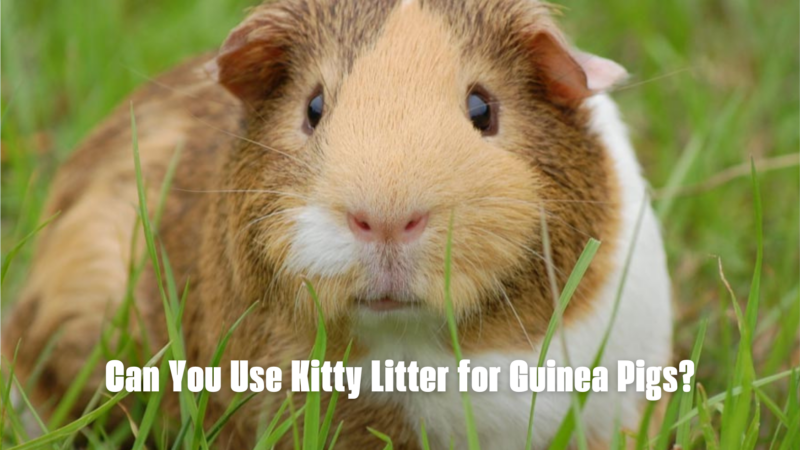 Can You Use Kitty Litter for Guinea Pigs?