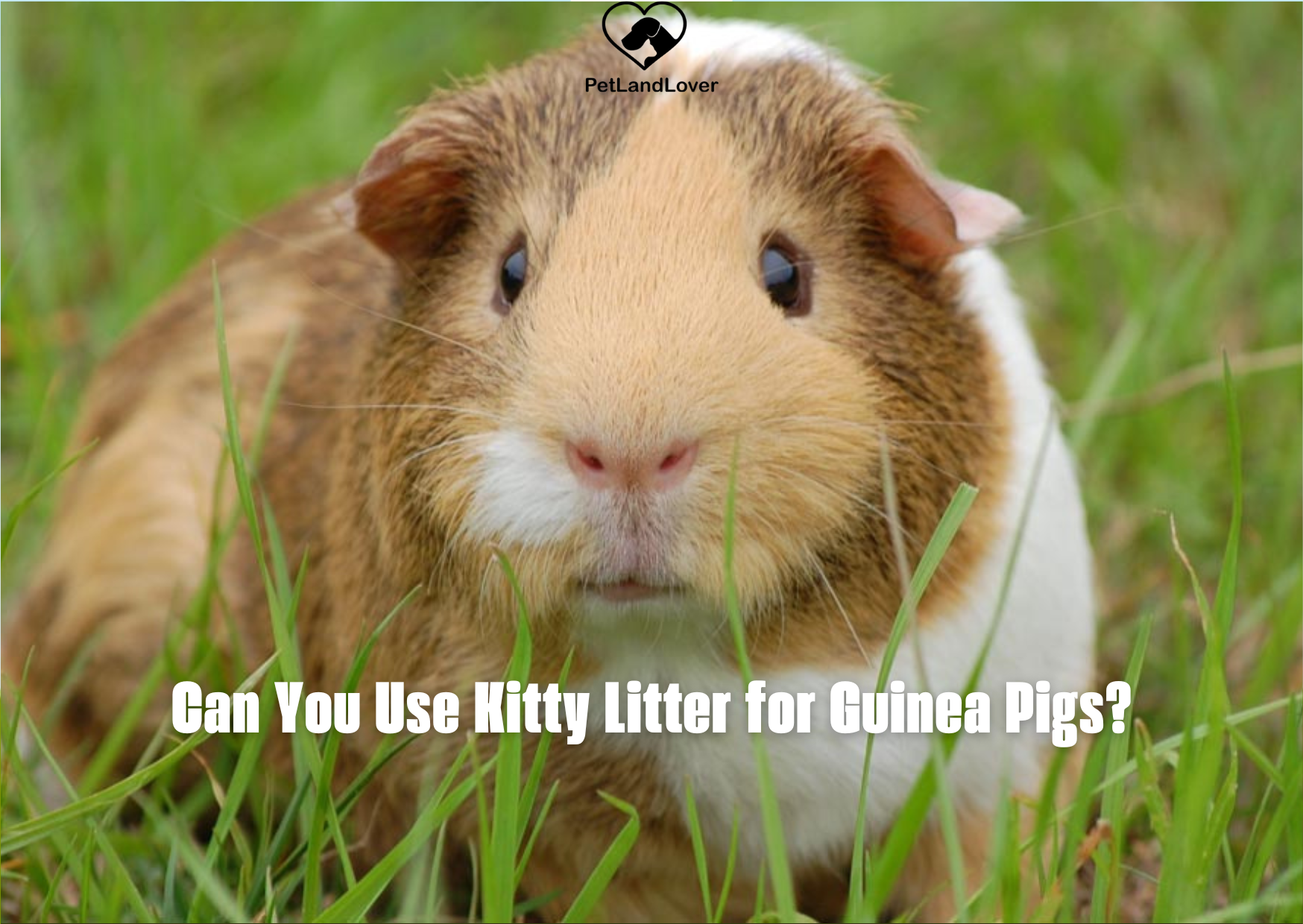 Can You Use Kitty Litter for Guinea Pigs?