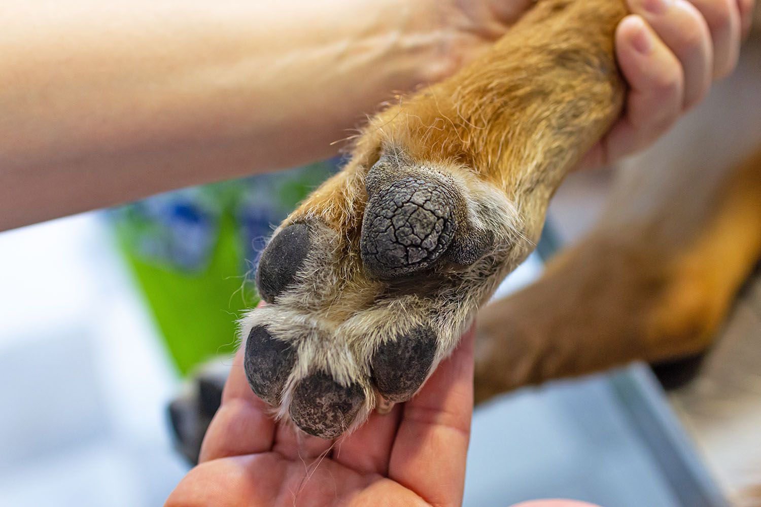 Caring for a Dog's Paw Pads